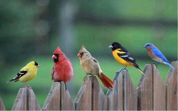 birds.jpg